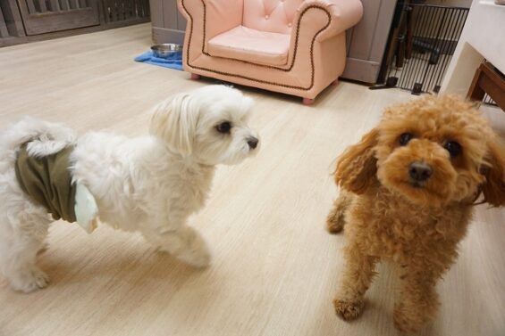 ヌーノクラブ　犬のペットホテル　東京　中野区　フリースペースでのびのび　お預かり中　トイプードルの祭_640