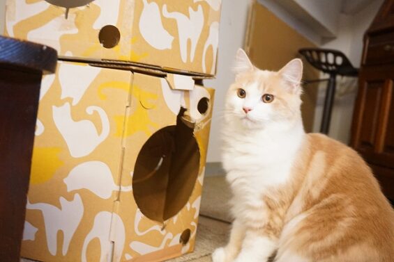 ヌーノクラブ　猫専用ペットホテル　都内　中野区　フリースペースでのびのび　お預り中の猫ちゃん　ラガマフィンのマロン_640