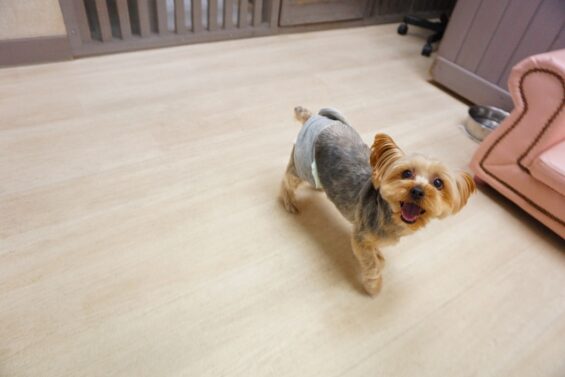 ヌーノクラブ　犬のペットホテル　東京　中野区　フリースペースでのびのび　お預かり中　ヨーキーのピピ_640