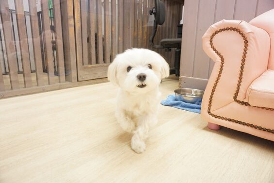 ヌーノクラブ　犬のペットホテル　東京　中野区　フリースペースでのびのび　お預かり中　マルチーズのいと_640