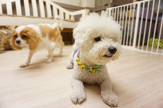 ヌーノクラブ　犬のペットホテル　東京　中野区　フリースペースでのびのび　お預かり中　ビションフリーゼのゴルシ_640