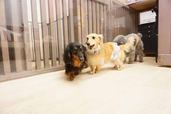 ヌーノクラブ　犬のペットホテル　東京　中野区　フリースペースでのびのび　お預かり中　ダックスの定吉・与太郎_640