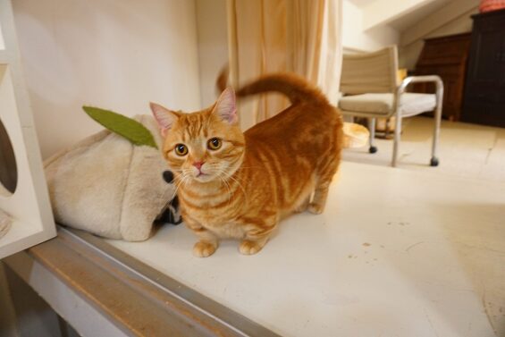 ヌーノクラブ　猫専用ペットホテル　都内　中野区　フリースペースでのびのび　お預り中の猫ちゃん　マンチカンのマタン_640