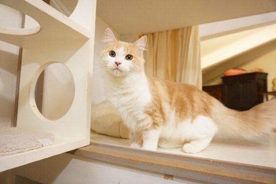 ヌーノクラブ　猫専用ペットホテル　都内　中野区　フリースペースでのびのび　お預り中の猫ちゃん　ラガマフィンのマロン_640