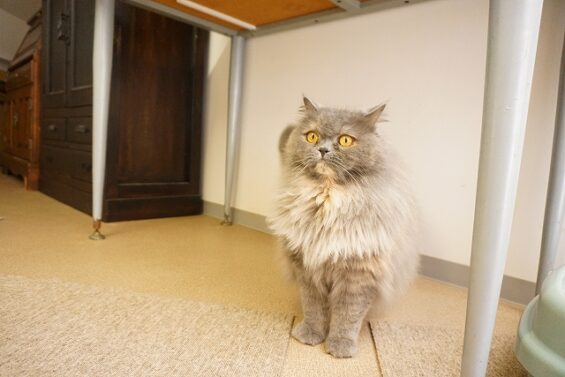 ヌーノクラブ　猫専用ペットホテル　都内　中野区　フリースペースでのびのび　お預り中の猫ちゃん　ブリティッシュショートヘアのブリ子_640