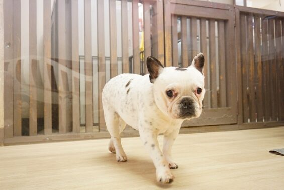 ヌーノクラブ　犬のペットホテル　東京　中野区　フリースペースでのびのび　お預かり中 　フレブルのニーナ_640