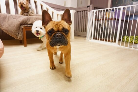 ヌーノクラブ　犬のペットホテル　東京　中野区　フリースペースでのびのび　お預かり中　フレブルのジェイ_640