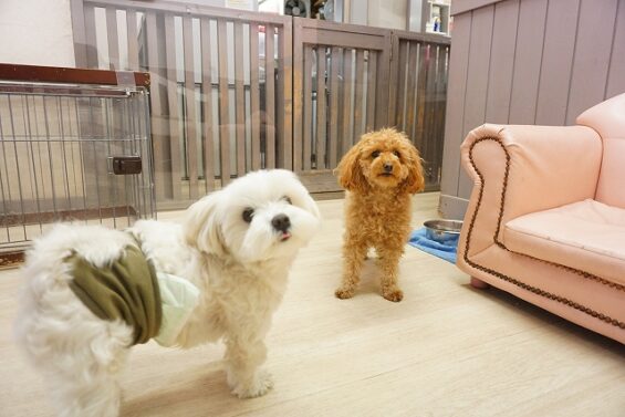 ヌーノクラブ　犬のペットホテル　東京　中野区　フリースペースでのびのび　お預かり中　トイプードルの祭_640