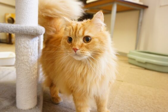 ヌーノクラブ　猫専用ペットホテル　都内　中野区　フリースペースでのびのび　お預り中の猫ちゃん　MIXのちゃむ_640