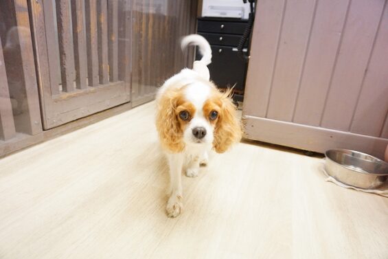 ヌーノクラブ　犬のペットホテル　東京　中野区　フリースペースでのびのび　お預かり中　キャバリアのアーサー_640