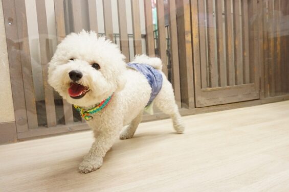 ヌーノクラブ　犬のペットホテル　東京　中野区　フリースペースでのびのび　お預かり中　ビションフリーゼのゴルシ_640