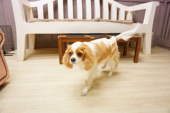 ヌーノクラブ　犬のペットホテル　東京　中野区　フリースペースでのびのび　お預かり中　キャバリアのアーサー_640