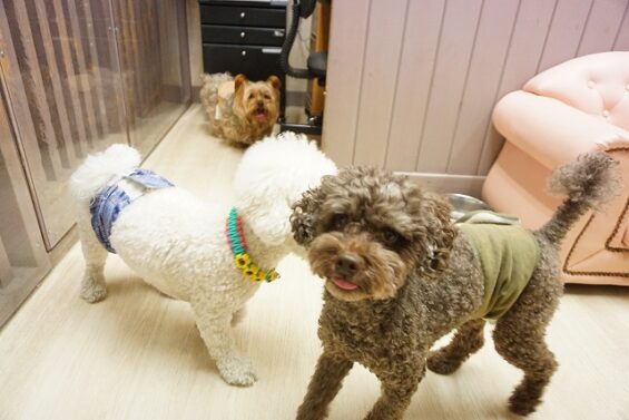 ヌーノクラブ　犬のペットホテル　東京　中野区　フリースペースでのびのび　お預かり中　トイプードルのアル_640