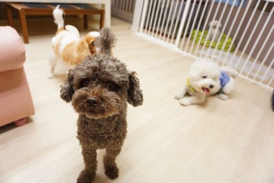 ヌーノクラブ　犬のペットホテル　東京　中野区　フリースペースでのびのび　お預かり中　トイプードルのアル_640