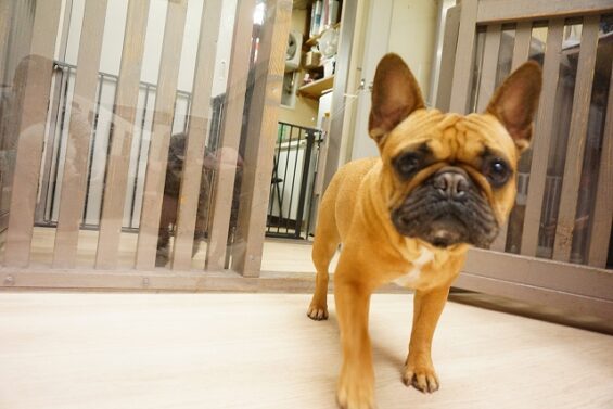 ヌーノクラブ　犬のペットホテル　東京　中野区　フリースペースでのびのび　お預かり中　フレブルのジェイ_640