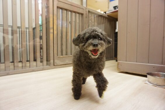 ヌーノクラブ　犬のペットホテル　東京　中野区　フリースペースでのびのび　お預かり中　トイプードルのカイ_640