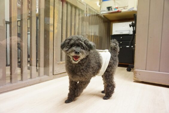 ヌーノクラブ　犬のペットホテル　東京　中野区　フリースペースでのびのび　お預かり中　トイプードルのカイ_640