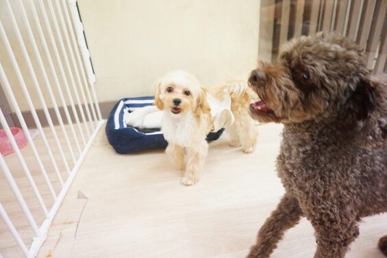 ヌーノクラブ　犬のペットホテル　東京　中野区　フリースペースでのびのび　お預かり中　マルプーのむく_640