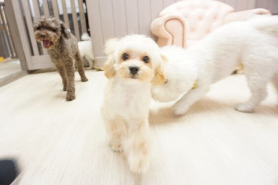 ヌーノクラブ　犬のペットホテル　東京　中野区　フリースペースでのびのび　お預かり中　マルプーのむく_640