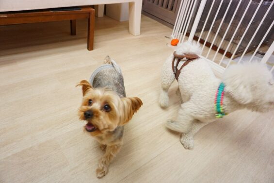 ヌーノクラブ　犬のペットホテル　東京　中野区　フリースペースでのびのび　お預かり中　ヨーキーのピピ_640