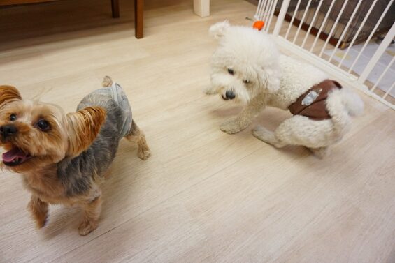 ヌーノクラブ　犬のペットホテル　東京　中野区　フリースペースでのびのび　お預かり中　ビションフリーゼのゴルシ_640