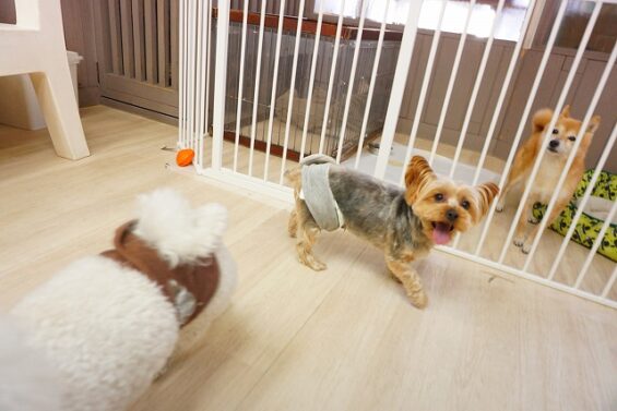 ヌーノクラブ　犬のペットホテル　東京　中野区　フリースペースでのびのび　お預かり中　ヨーキーのピピ_640