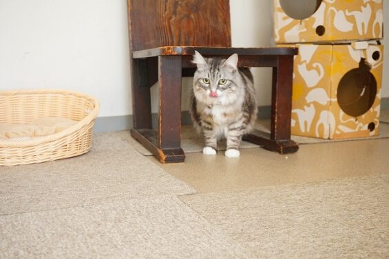 ヌーノクラブ　猫専用ペットホテル　都内　中野区　フリースペースでのびのび　お預り中の猫ちゃん　MIXのフィガロ_640