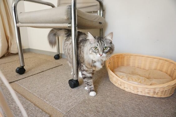 ヌーノクラブ　猫専用ペットホテル　都内　中野区　フリースペースでのびのび　お預り中の猫ちゃん　MIXのフィガロ_640