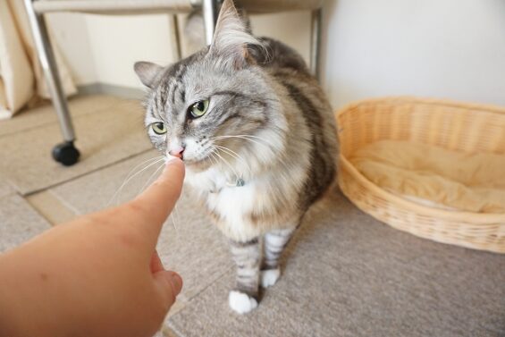 ヌーノクラブ　猫専用ペットホテル　都内　中野区　フリースペースでのびのび　お預り中の猫ちゃん　MIXのフィガロ_640