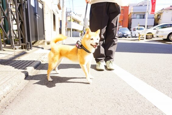 ヌーノクラブ　犬のペットホテル　東京　中野区　フリースペースでのびのび　お預かり中　豆柴のみく_640