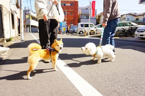 ヌーノクラブ　犬のペットホテル　東京　中野区　フリースペースでのびのび　お預かり中　豆柴のみく_640