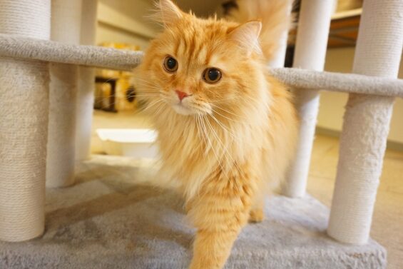 ヌーノクラブ　猫専用ペットホテル　都内　中野区　フリースペースでのびのび　お預り中の猫ちゃん　MIXのちゃむ_640