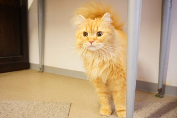 ヌーノクラブ　猫専用ペットホテル　都内　中野区　フリースペースでのびのび　お預り中の猫ちゃん　MIXのちゃむ_640