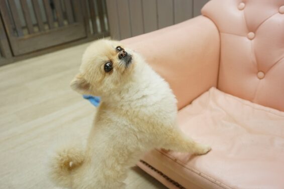 ヌーノクラブ　犬のペットホテル　東京　中野区　フリースペースでのびのび　お預かり中　ポメラニアンのチョコ_640