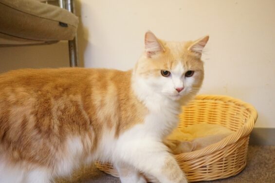 ヌーノクラブ　猫専用ペットホテル　都内　中野区　フリースペースでのびのび　お預り中の猫ちゃん　ラガマフィンのマロン_640