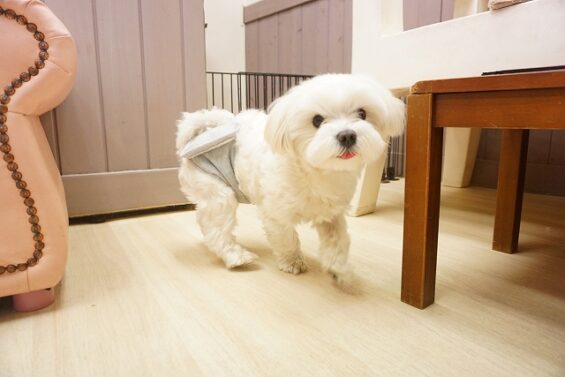 ヌーノクラブ　犬のペットホテル　東京　中野区　フリースペースでのびのび　お預かり中　マルチーズのいと_640