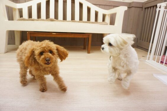 ヌーノクラブ　犬のペットホテル　東京　中野区　フリースペースでのびのび　お預かり中　トイプードルの祭_640