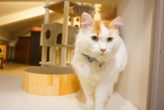 ヌーノクラブ　猫専用ペットホテル　都内　中野区　フリースペースでのびのび　お預り中の猫ちゃん　メインクーンのすさのお_640