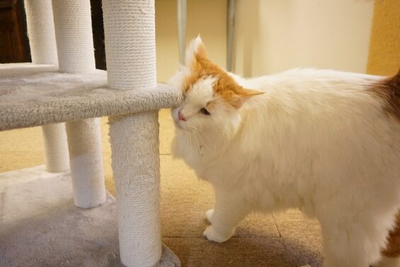ヌーノクラブ　猫専用ペットホテル　都内　中野区　フリースペースでのびのび　お預り中の猫ちゃん　メインクーンのすさのお_640