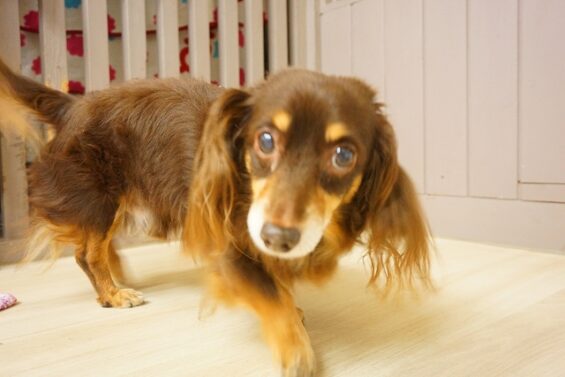 ヌーノクラブ　犬のペットホテル　東京　中野区　フリースペースでのびのび　お預かり中　ダックスのショコタ_640