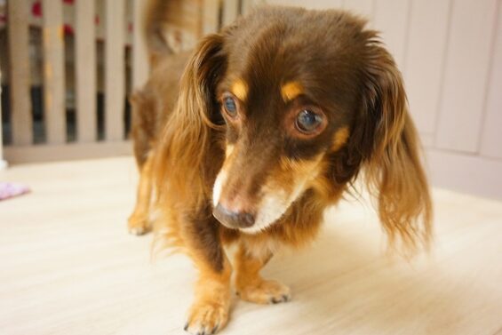ヌーノクラブ　犬のペットホテル　東京　中野区　フリースペースでのびのび　お預かり中　ダックスのショコタ_640