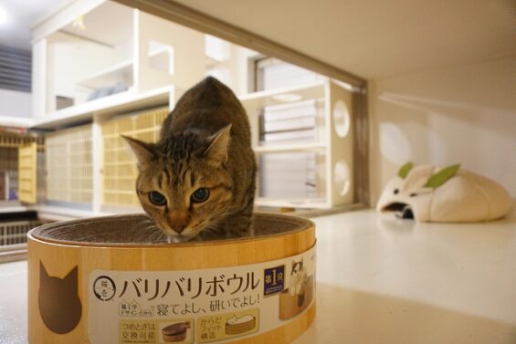 ヌーノクラブ　猫専用ペットホテル　都内　中野区　フリースペースでのびのび　お預り中の猫ちゃん　MIXのルナ_640