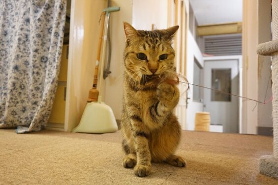 ヌーノクラブ　猫専用ペットホテル　都内　中野区　フリースペースでのびのび　お預り中の猫ちゃん　MIXのルナ_640