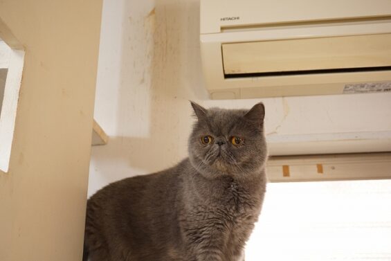 ヌーノクラブ　猫専用ペットホテル　都内　中野区　フリースペースでのびのび　お預り中の猫ちゃん　エキゾチックショートヘアのうに_640