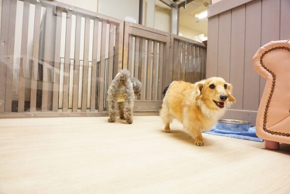 ヌーノクラブ　犬のペットホテル　東京　中野区　フリースペースでのびのび　お預かり中　ダックスの与太郎_640