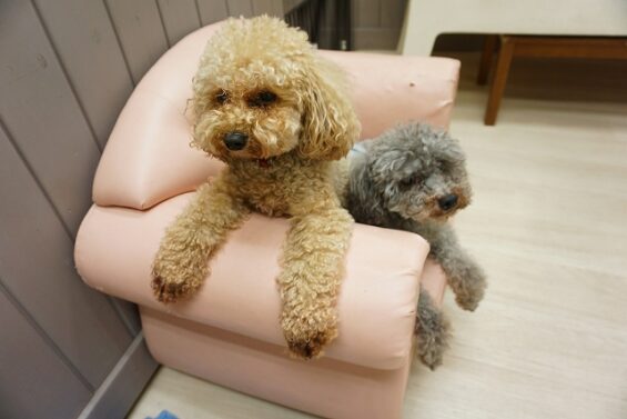 ヌーノクラブ　犬のペットホテル　東京　中野区　フリースペースでのびのび　お預かり中　トイプードルのハル・和栗_640
