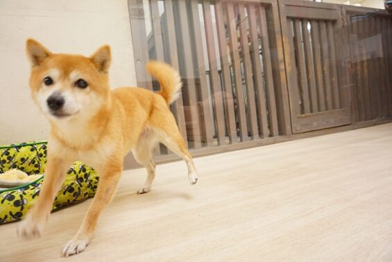 ヌーノクラブ　犬のペットホテル　東京　中野区　フリースペースでのびのび　お預かり中　豆柴のみく_640