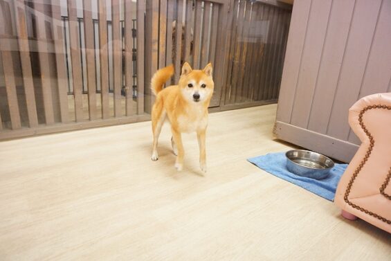 ヌーノクラブ　犬のペットホテル　東京　中野区　フリースペースでのびのび　お預かり中　豆柴のみく_640