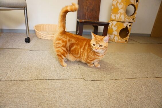 ヌーノクラブ　猫専用ペットホテル　都内　中野区　フリースペースでのびのび　お預り中の猫ちゃん　マンチカンのマタン_640