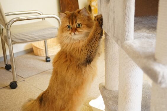 ヌーノクラブ　猫専用ペットホテル　都内　中野区　フリースペースでのびのび　お預り中の猫ちゃん　ブリティッシュショートヘアのきなこ_640